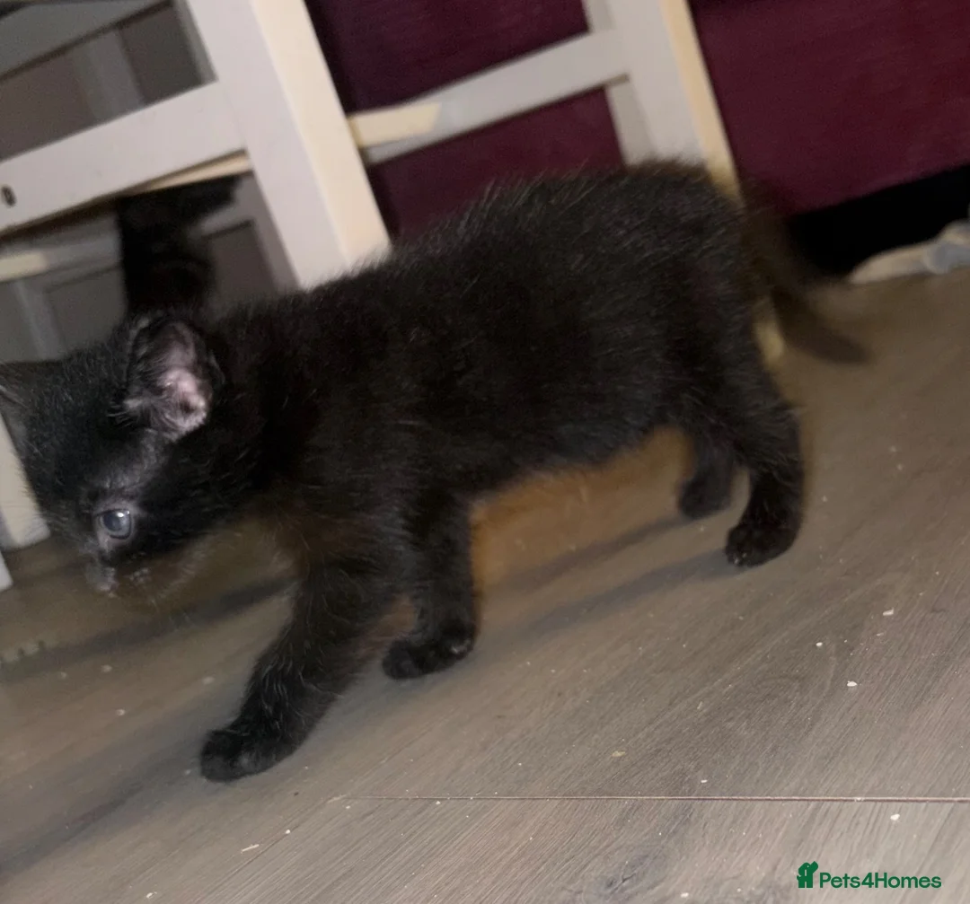 Mixed Breed cats for sale: 2 kittens left in Frome - Advert 2
