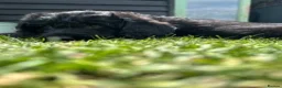 Labradoodle dogs for sale: Wonderful labradoodle puppies - Advert 13