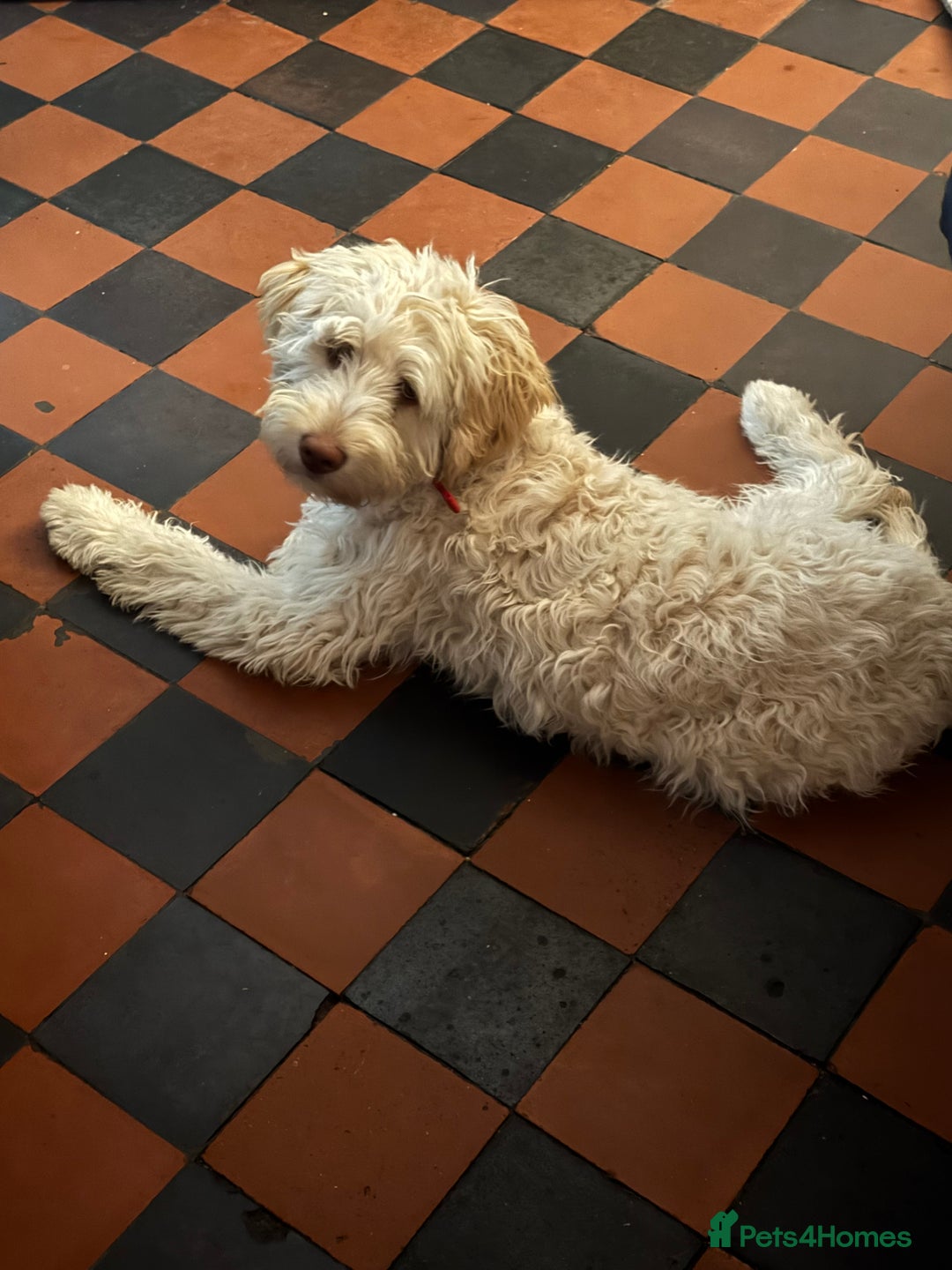 Labradoodle dogs for stud: Chocolate Standard Labradoodle Multigenerational  in Matlock - Image 31