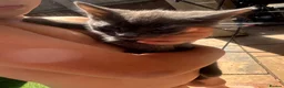 Mixed Breed cats for sale: Last two toe eaters - Advert 7
