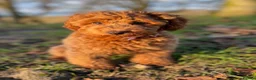 Cavapoo dogs for sale: F1B Toy Cavapoo health tests boutique home breeder - Advert 4