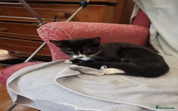 Brazilian Shorthair cats for sale: A Beautiful Kittens for sale Tuxedo Black in London - Image 9