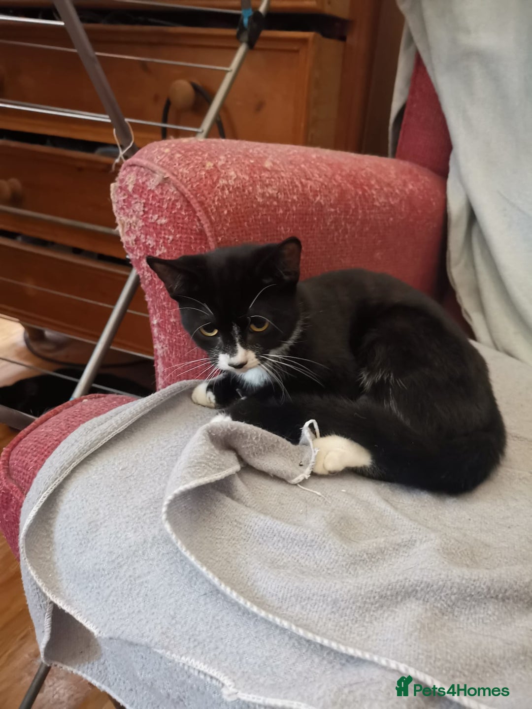 Brazilian Shorthair cats for sale: A Beautiful Kittens for sale Tuxedo Black in London - Image 9