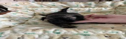 Shih Tzu dogs for sale: imperial karishishi dobie shih tzu in Nottingham - Advert 20