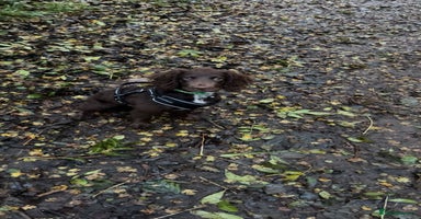 Springador dogs - Advert 10