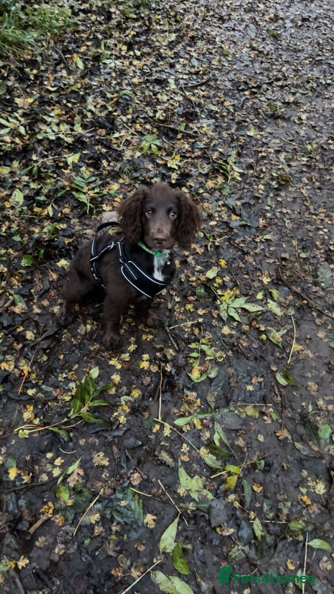 Springador dogs for sale: 2 year old Springador - Image 3