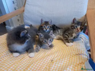 Mixed Breed cats Striking mixed breed kittens - Advert 10