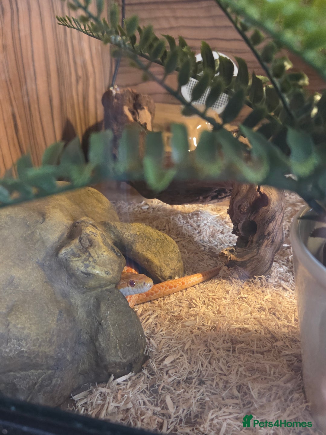 Corn Snake reptiles for sale: Corn snake 6 years old - Image 2