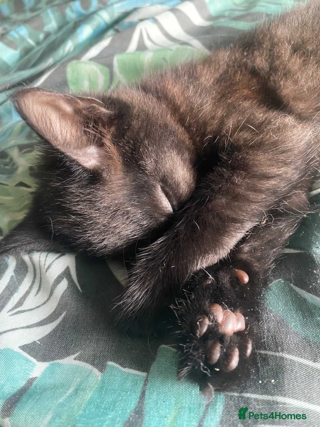 American Shorthair cats for sale: one female american shorthair kittens  - Advert 2