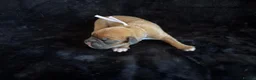 Boxer dogs for sale: Boxer - Advert 14