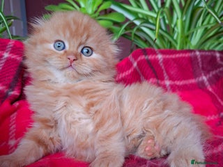 Scottish Fold cats Adorable Longhair & Shorthair Kittens- Prices Vary - Advert 3