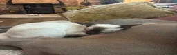 Siamese cats for sale: Pedigree quality kittens  in Longhope - Advert 5