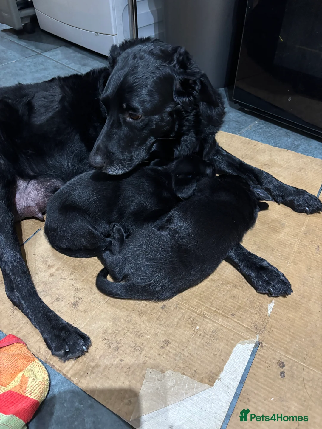 Labrador Retriever dogs for sale: 3 Labrador puppies - Advert 2