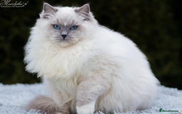 Ragdoll cats for stud: Amazing proven stud !!!  in Romford - Image 2