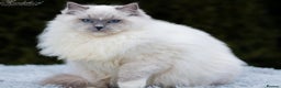 Ragdoll cats for stud: Amazing proven stud !!!  in Romford - Advert 2