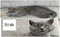 British Shorthair cats for sale: SALE!!   BSH Kitten SALE!! £650 - Image 2