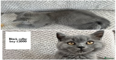 British Shorthair cats - Advert 4