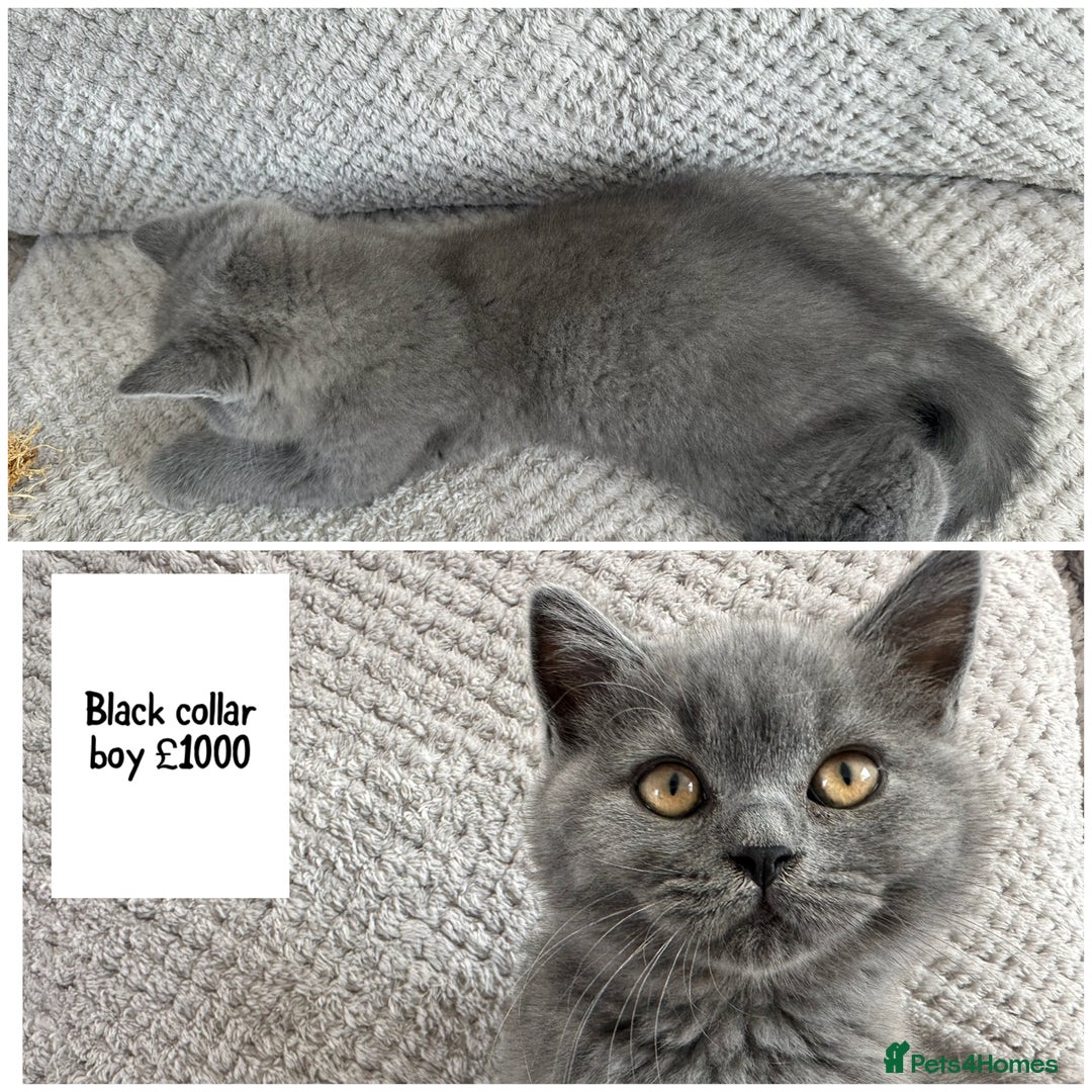 British Shorthair cats for sale: SALE!!   BSH Kitten SALE!! £650 - Image 2