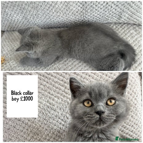 British Shorthair cats - Advert 3