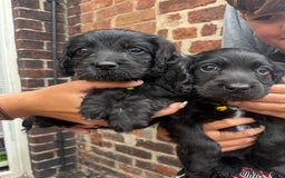 Cockapoo dogs for sale: ✨2 Cockapoo x Show Cocker Spaniel Puppies✨  - Image 2