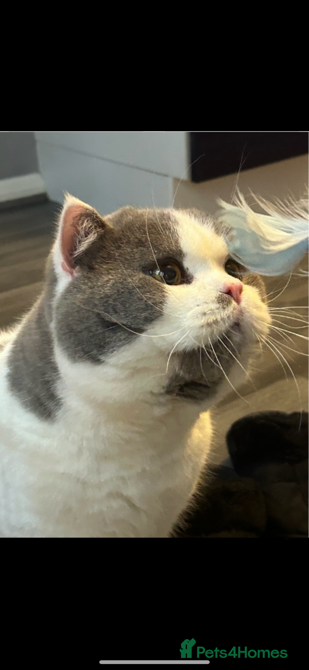 British Shorthair cats for sale: ADULT REHOME READY NOW‼️‼️ - Image 4