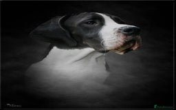 Great Dane dogs for sale: Fabolous Great danes  - Advert 2