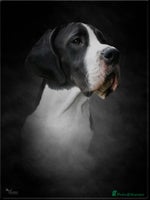 Great Dane dogs Fabolous Great danes - Advert 7