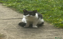 Mixed Breed cats for sale: Black and white kitten  - Image 2