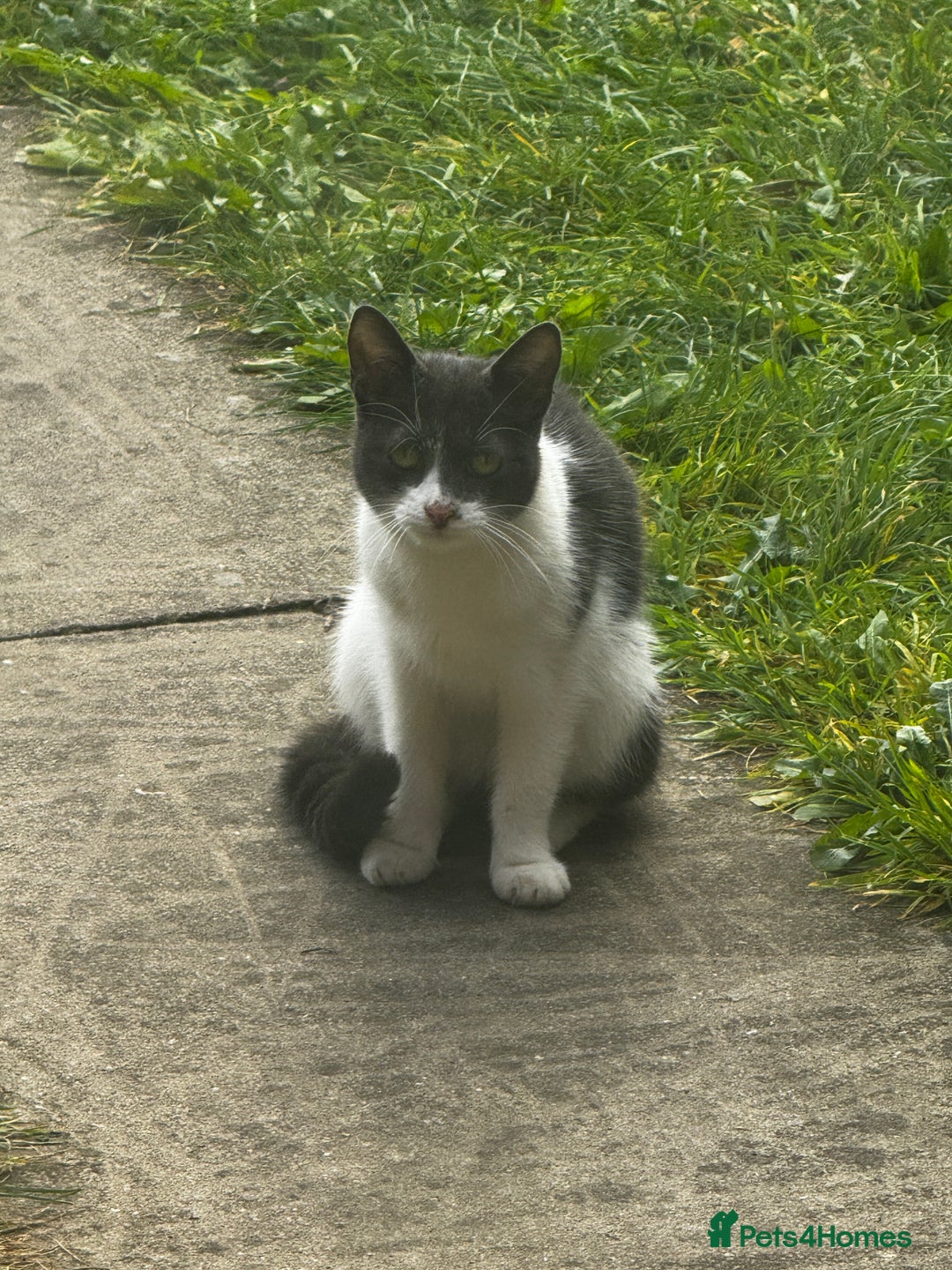 Mixed Breed cats for sale: Black and white kitten  - Image 2