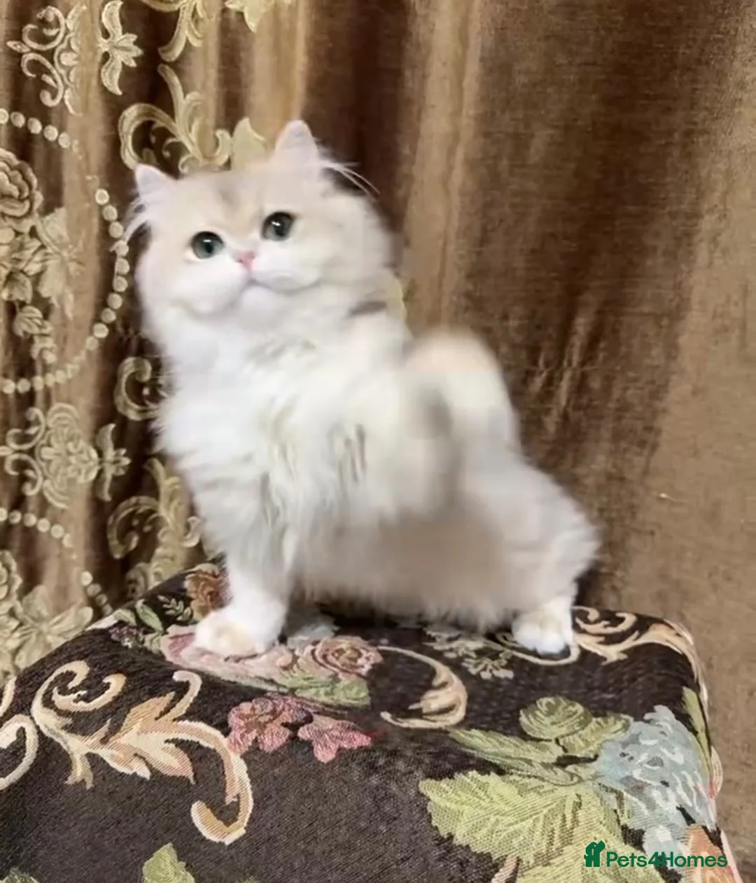 British Longhair cats for sale: Britsh longhair  - Advert 2