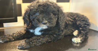 Mixed Breed dogs F1B SAINTBERNADODLE BRAMLEY BOY  NOVA B/W GIRL - Advert 4