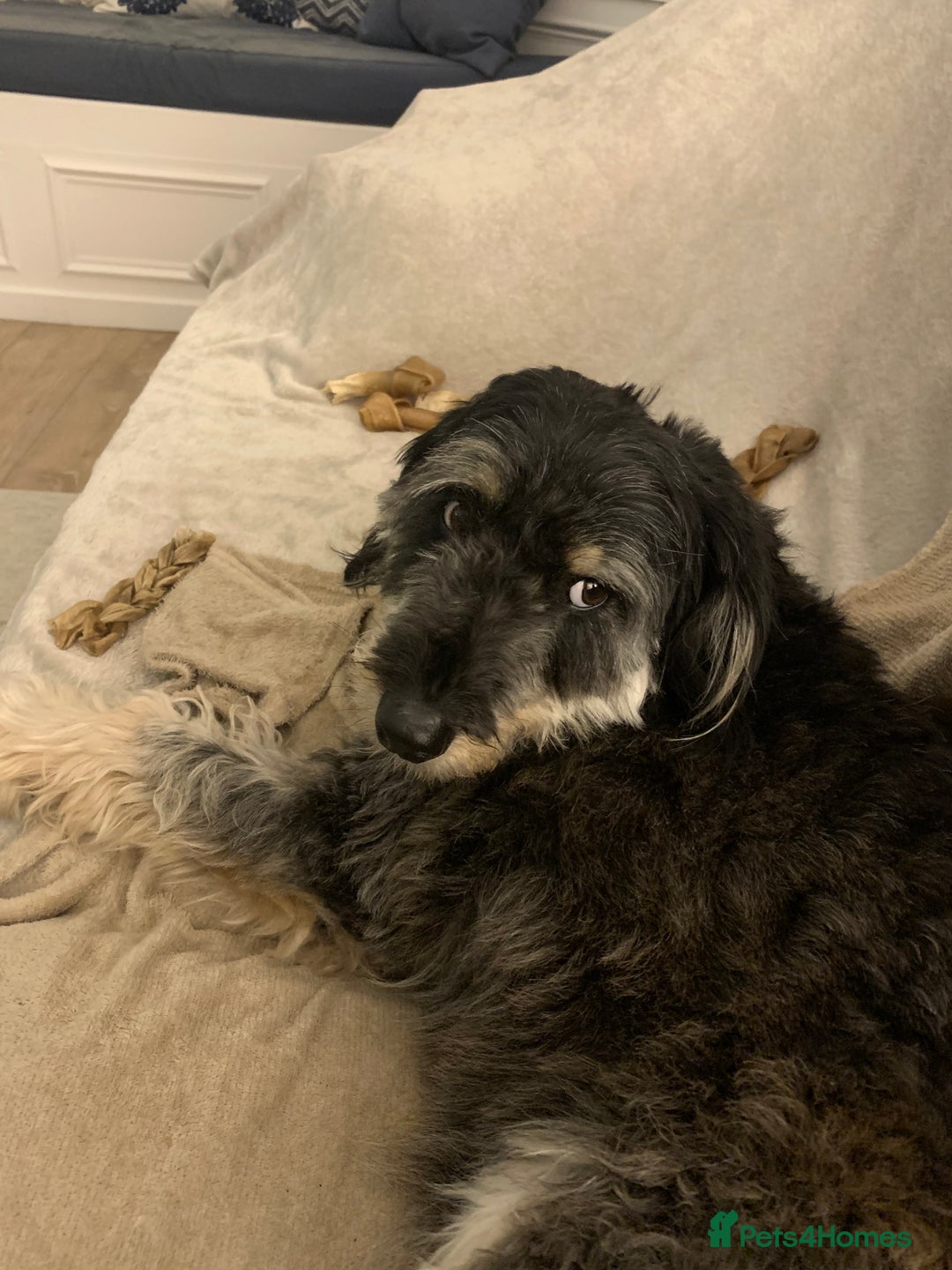 Bordoodle dogs for sale: Collie X  - Image 2