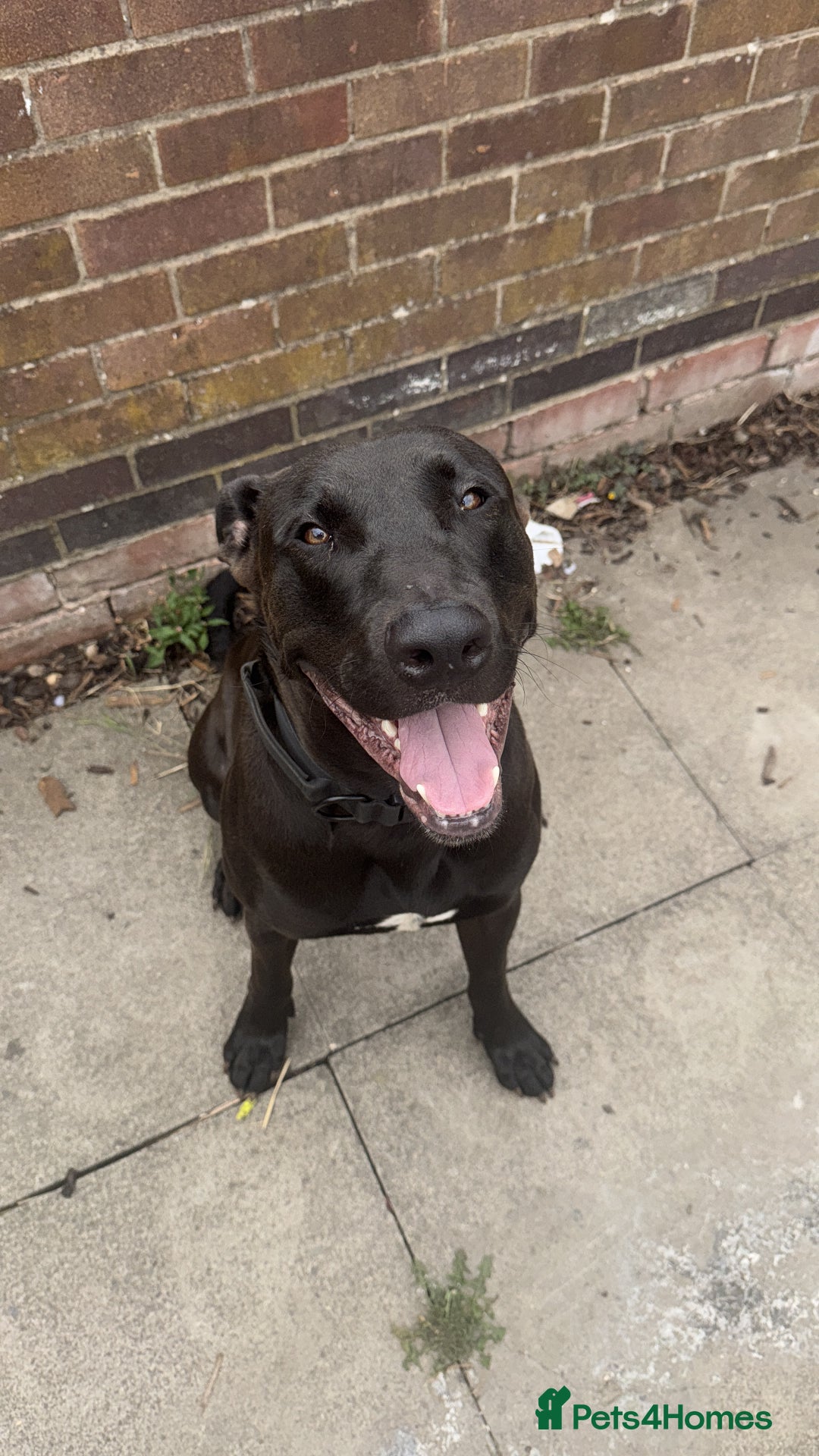 Mixed Breed dogs for sale: German shepherd cross staff  - Advert 1