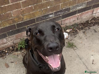 Mixed Breed dogs German shepherd cross staff - Advert 1