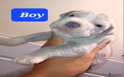 Mixed Breed dogs for sale: Taylors Minidane (Bulldane) Pups Available  - Image 6