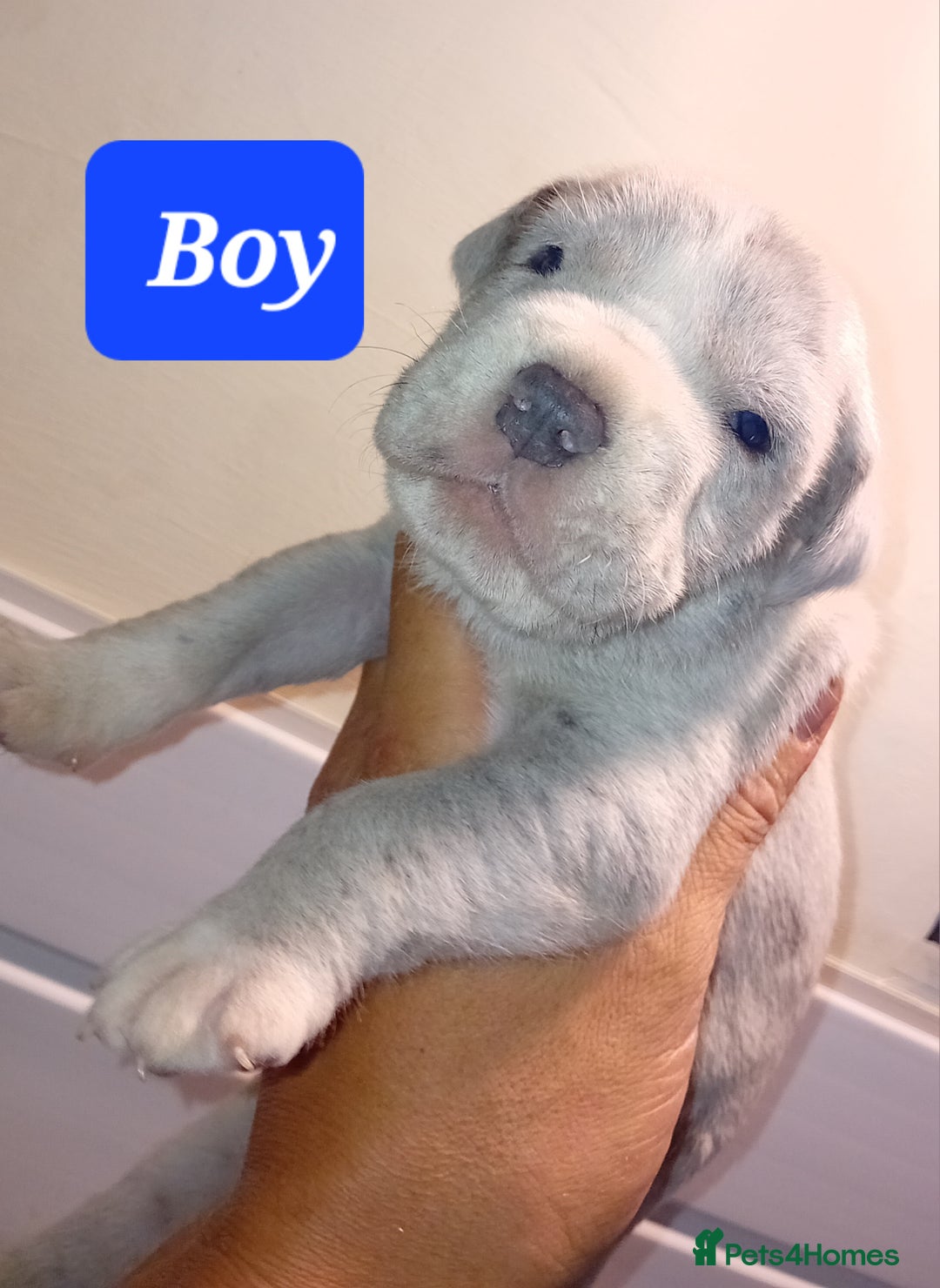 Mixed Breed dogs for sale: Taylors Minidane (Bulldane) Pups Available  - Image 6