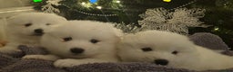 Samoyed dogs for sale: Adorable 6 Samoyed Puppies Waiting Forever Homes - Advert 18