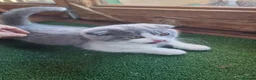 Scottish Fold cats for sale: Last Kittens – Don't Miss Out  - Advert 5