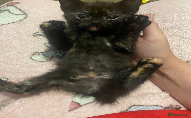 British Shorthair cats for sale - Advert 1