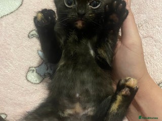 British Shorthair cats - Advert 6