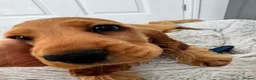 Cocker Spaniel dogs for sale: Stunning Golden KC Registered Show Cocker  - Advert 2