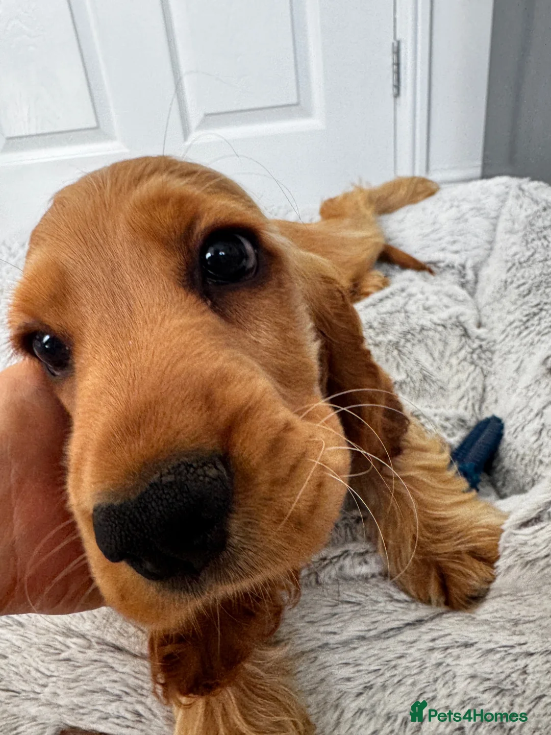 Cocker Spaniel dogs for sale: Stunning Golden KC Registered Show Cocker  - Advert 2