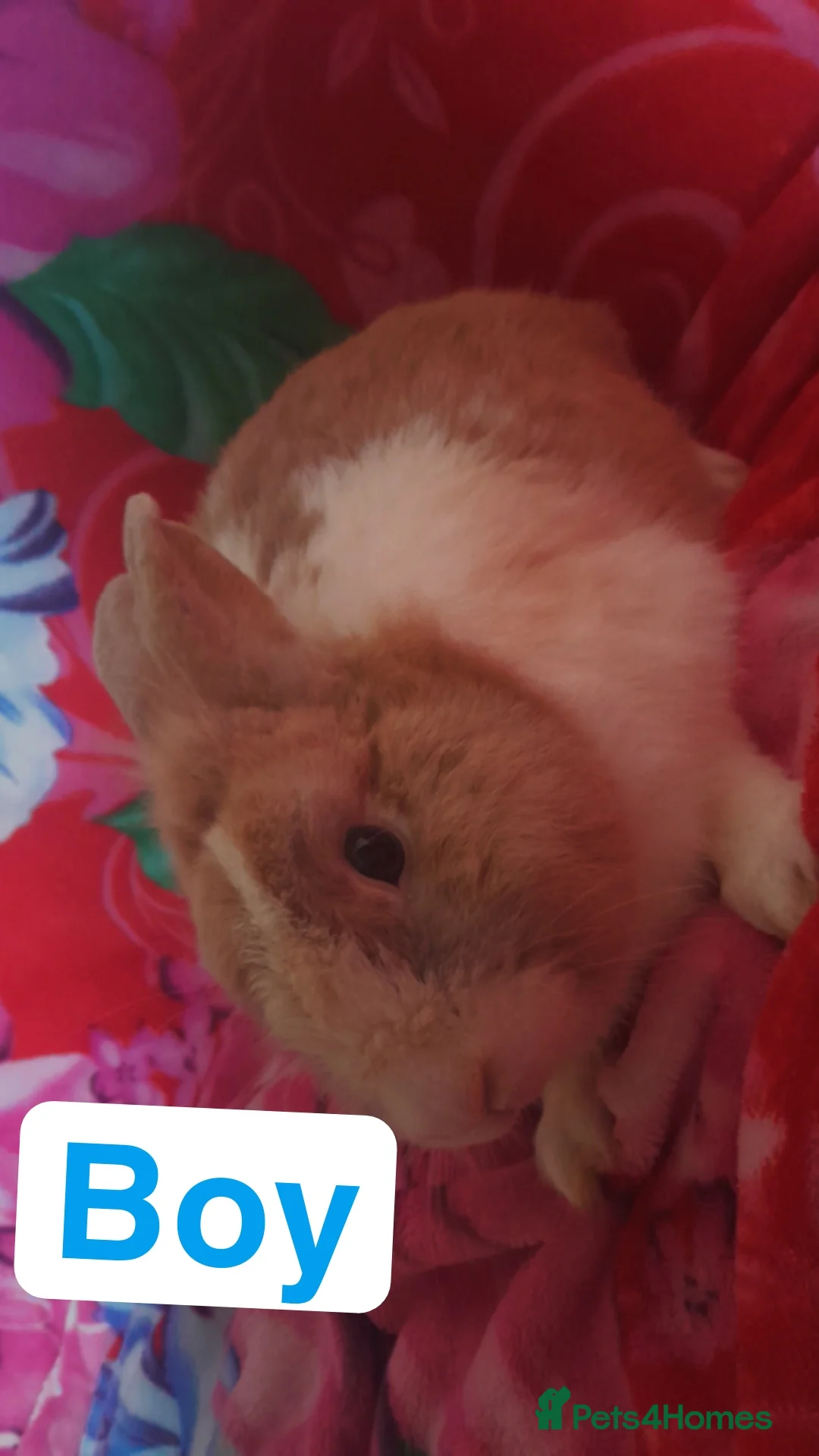 Mixed Breed rabbits for sale: Rabbits - Advert 3