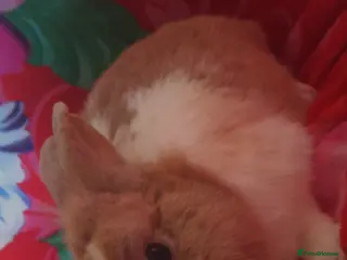 Mixed Breed rabbits Rabbits - Advert 20