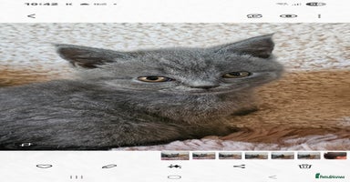 British Shorthair cats - Advert 9