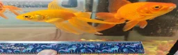 Goldfish fish for sale: Goldfish , Veiltail , Fancy, Telescope black in Glasgow - Advert 20