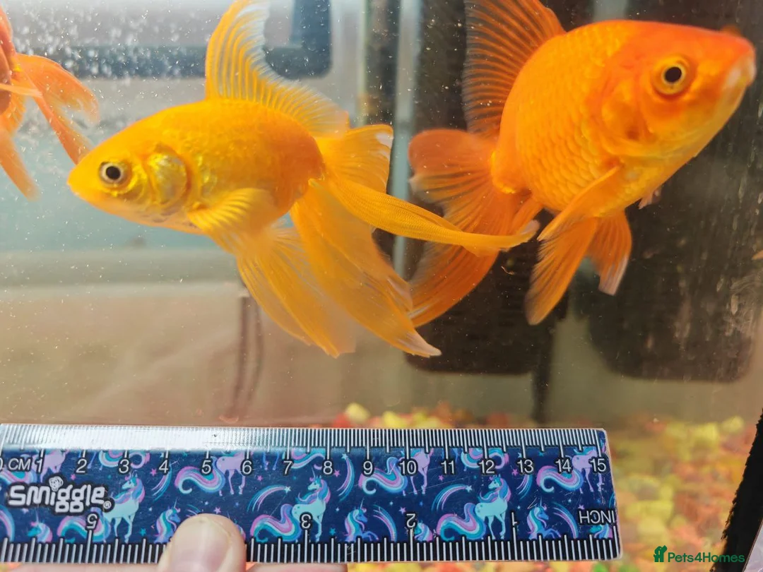 Goldfish fish for sale: Goldfish , Veiltail , Fancy, Telescope black in Glasgow - Advert 20