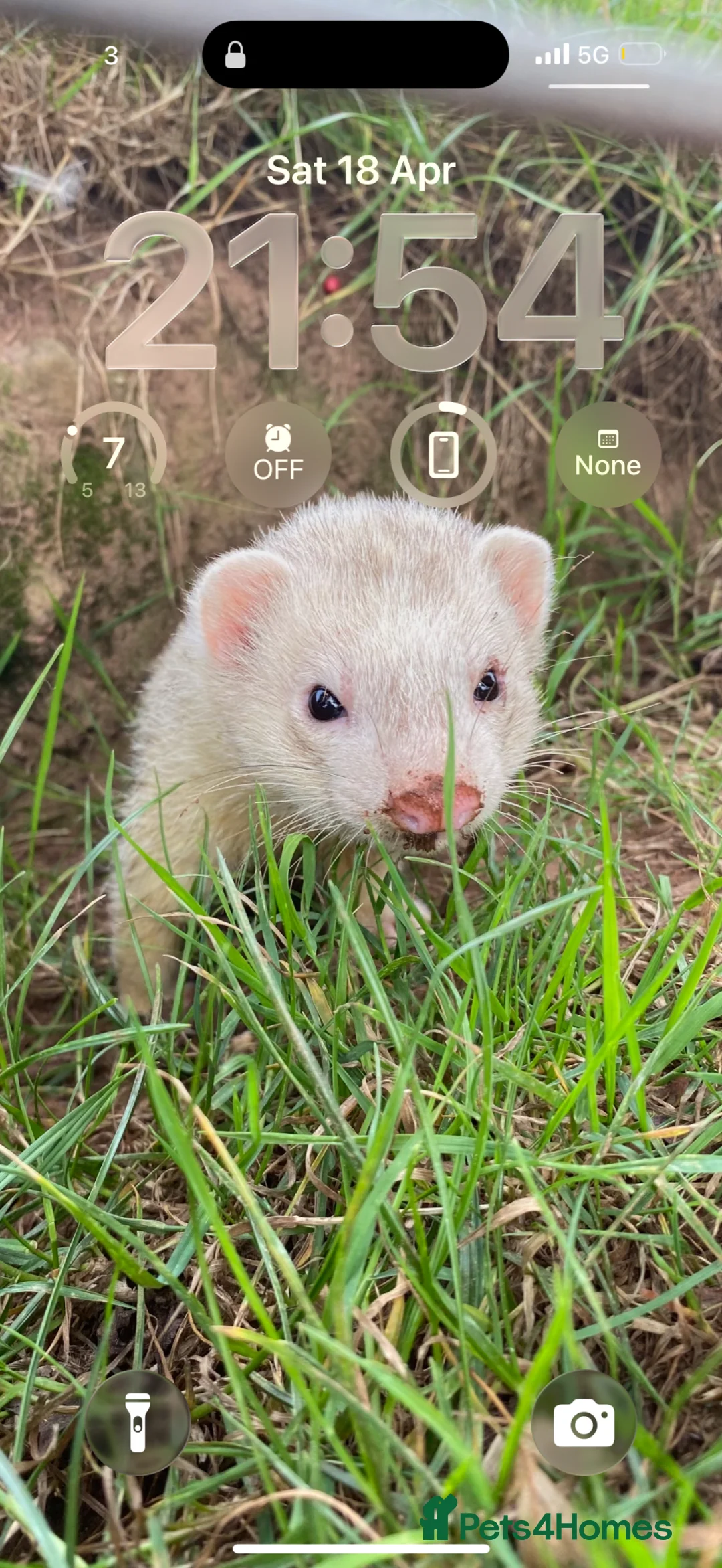 Ferret rodents for sale: Ferret kits in Carlisle - Advert 2