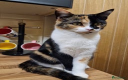 Mixed Breed cats for sale: 2 male kittens - Image 4