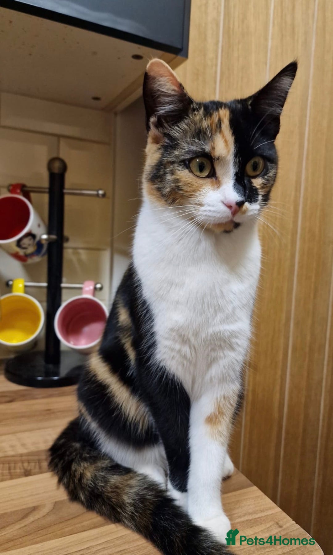 Mixed Breed cats for sale: 2 male kittens - Image 4